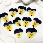 ビオラヘレマウント SSサイズ  １０輪　純国産押し花  レジン・キャンドル封入、押し花アート対応