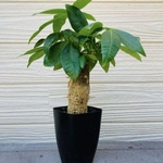 パキラ　開運☆観葉植物☆