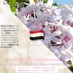 004：エジプシャン･ジャスミン /Egyptian Jasmine　＊香り詳細と商品紹介＊