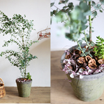 ユーカリと多肉植物モスポット植えL