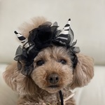 節分鬼👹のカチューシャ(ホワイトタイガー)