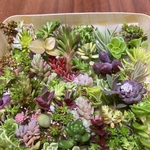 多肉植物セダムカット苗　色々セット