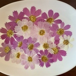 [押し花素材]    コスモス　秋桜   自然色　混合