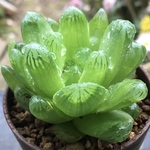 【激安】緑亀　ミドリガメ ハオルチア　良株　美株　サボテン　多肉植物　観葉植物　高品質