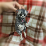 おねがいにゃんこNo.146