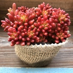 虹の玉♡多肉植物♡セダム♡インテリア♡ガーデニング♡