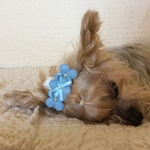 犬用4枚の花びらのリボン