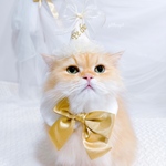 《名入れ*ペットパーティーハット》ペットクラウン　王冠　誕生日　one バースデーハット　犬　うちのこ　わんこ　猫　ねこ　うさぎ　ヘッドドレス 帽子