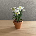 鉄砲百合　花鉢　2