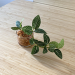 ■本物そっくり枯れない観葉植物■ミニ　フェイクグリーン　葉　水やり無し　枯れない　虫つかない　世話いらず