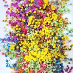 チンシバイ(押し花素材)