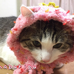 ふわもこベリーベリーフード（猫用）