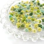 🍀《0310-②》【セール‼️】410円⇒300円＊かすみ草ドライフラワー