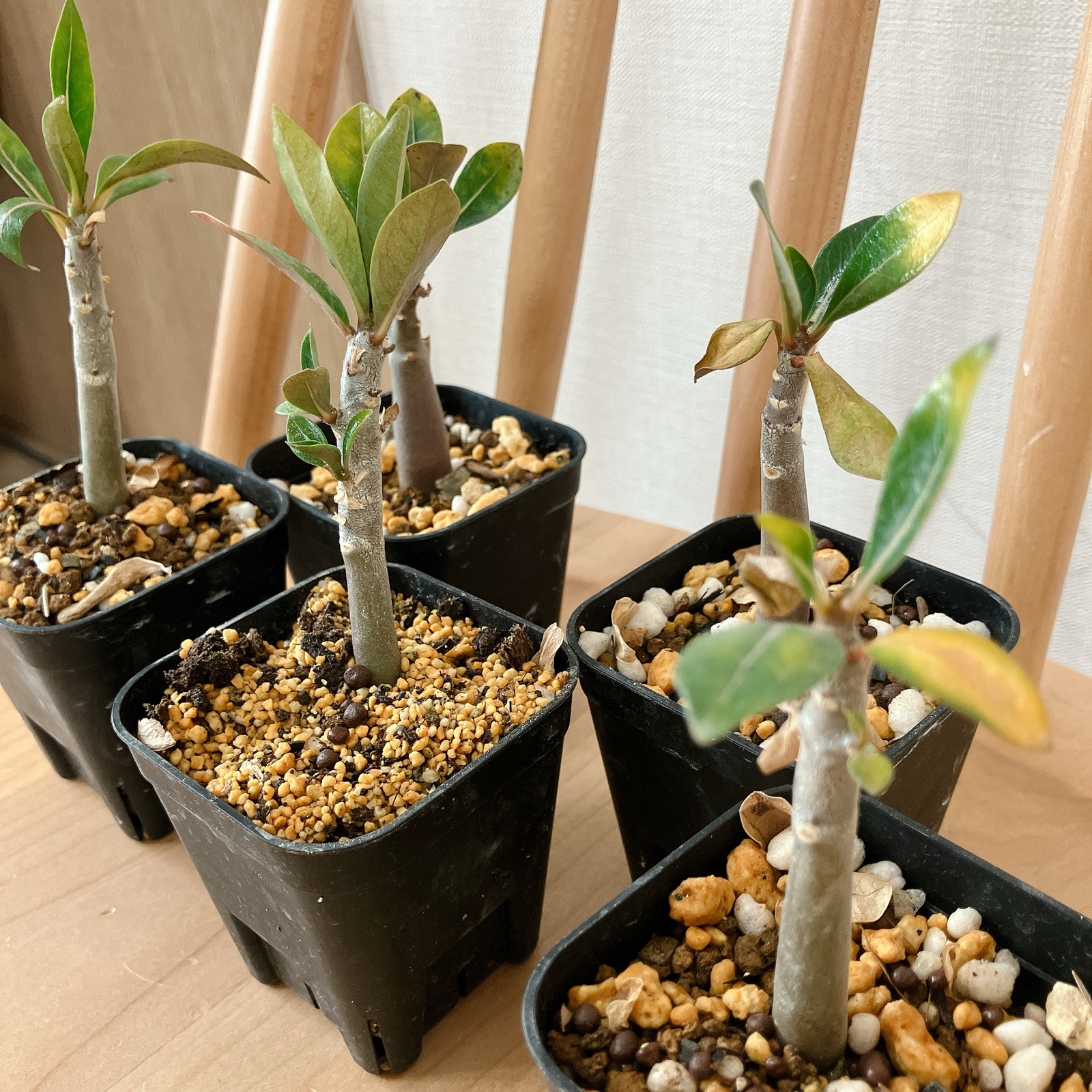 アデニウム タイソコトラナム KHZ【小サイズ】 - 植物とハンドメイド