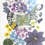    【ワンコイン】押し花カラフルセット  花織Ⅱ