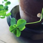 シザーケース丁数増分