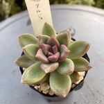 アルジェ＊土つき苗・多肉植物