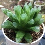 【激安】オブツーサ ハオルチア 良株　美株　多肉植物　大人気
