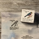 【コラボ】青い鳥 ペイントver. [ｲﾝﾃﾞｨｱﾝﾀｰｺｲｽﾞ] - L'Oiseau bleu Paint ver. - [ラバースタンプ]【Hosimmi × wood+orange】