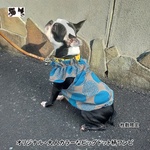オンラインストア限定・大人カラー・ビッグドット柄フレンチスリーブワンピ犬服202517　#ボストンテリア　#フレンチブルドッグ 