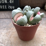 令和の桃太郎♡プレイオスピロス♡ネリー♡多肉植物♡インテリア