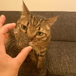 pet order 《うちの子オーダー》受注生産