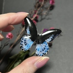 手描きのテンジクアゲハのブローチ　偏光ラメでキラキラ　　蝶のブローチ　白　水色