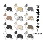 【立ち耳】ボーダーコリーステッカー