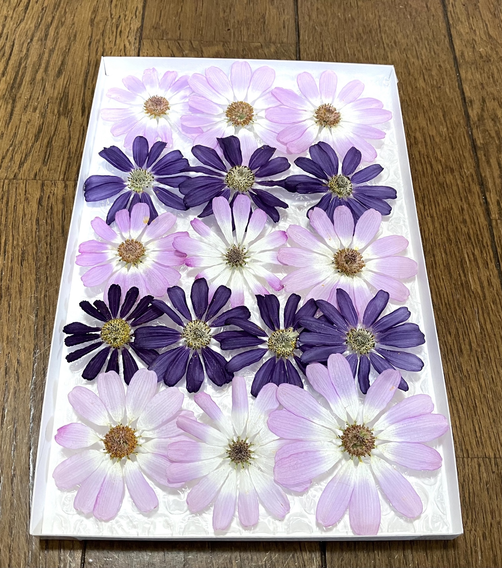 お花屋さんが作った本日のドライフラワーは日々草です