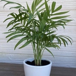 テーブルヤシ　　開運☆観葉植物☆