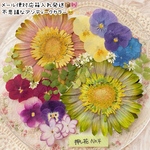 押し花詰め合わせNo.4