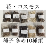 花の種 種子 多め 10種類 ＊ コスモス ハーブ 山野草 宿根多年草 ⑥