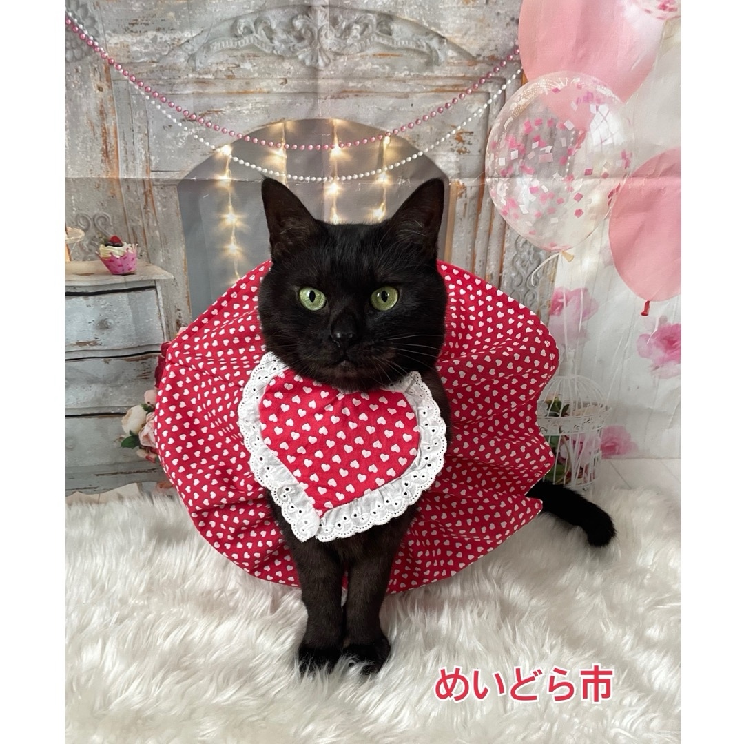お祭り猫ちゃんの首輪＋猫ちゃん用ハチマキセット - めいどら市
