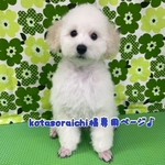 kotasoraichi様愛犬ちゃん🎵