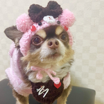再販‼️犬用＆猫用 恋するバレンタインくまちゃん帽子🍫💕🐻❤️ストロベリーチョコ♡ハートのほっぺ♡