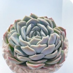 ♡セール♡400-→250-多肉植物＊エレガンスhyb＊エケベリア＊人気種＆レア＊根あり苗＊beautifully＆elegance