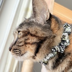 【サイズ調節可能】「猫くびわ　小花柄」軽い首輪　初めてのくびわ　くびわが苦手な猫にもオススメ　細め　軽い　首輪　シュシュ　布幅約2cm