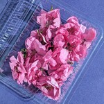 桃の花のドライフラワー約20輪　アウトレット