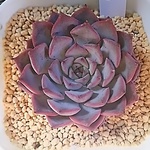 多肉植物⭐️エケべリア⭐️ピンクザラゴーサ⭐️植物⭐️インテリア