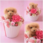 羊毛フェルト、ペットフラワーアレンジ、ドール1個お花2輪（どの犬種でも）完全オーダーメイド