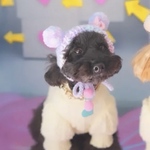 犬Sサイズニットぽんぽん帽子☆猫帽子ペット帽子犬かぶりもの