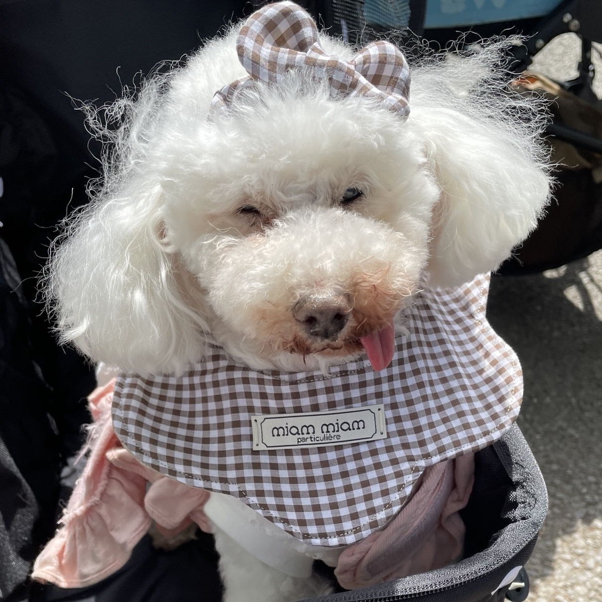 ティペット 犬の人気通販 | minne byGMOペパボ 国内最大級の