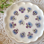 ビオラの押し花（ 青×紫 グラデーション）