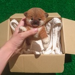 柴犬の赤ちゃん(唐草模様バンダナのおまけ付き)