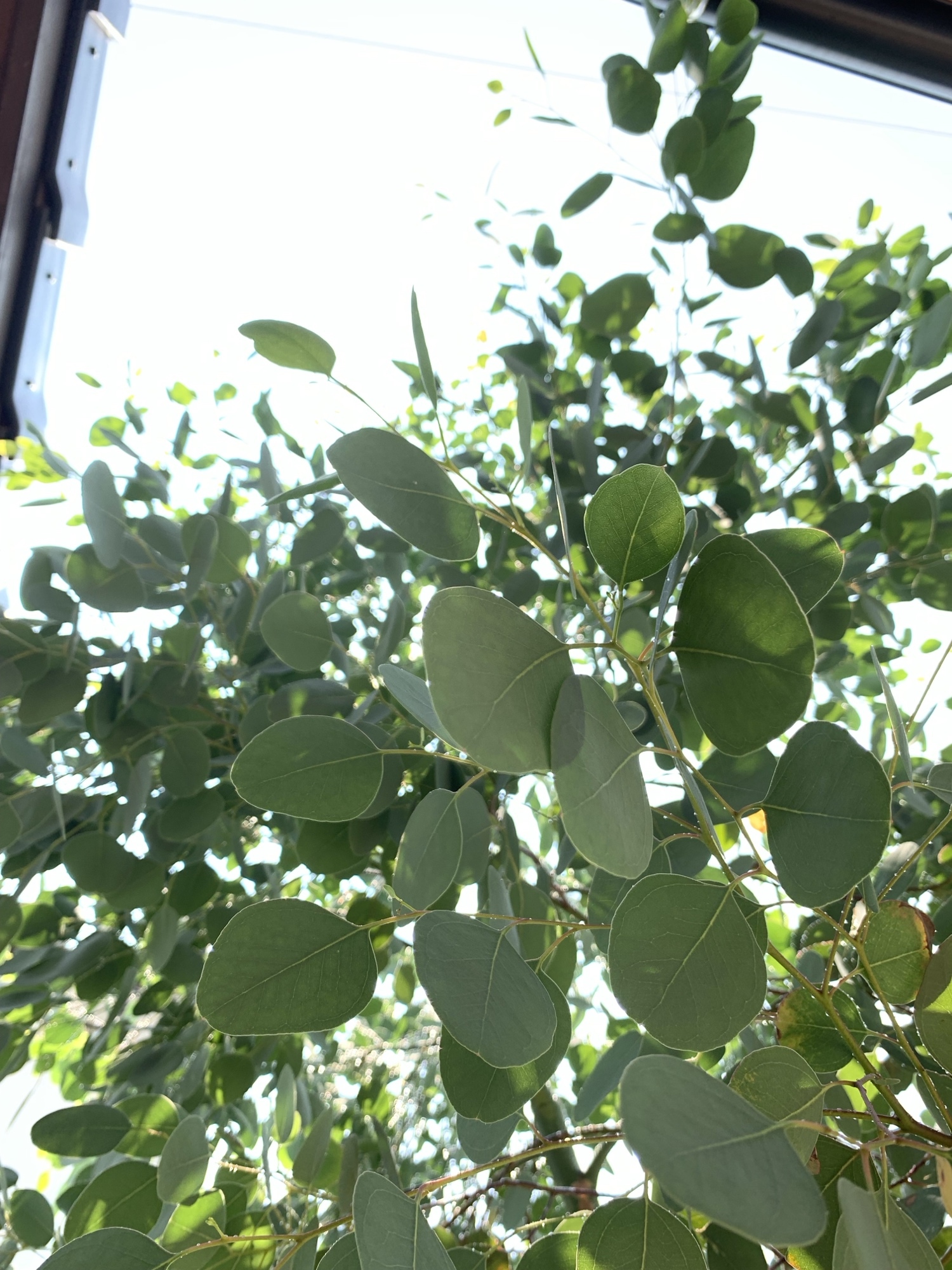 結婚式のリーフシャワーにも✨ユーカリ花材Box - Atelier.y＊うちこ