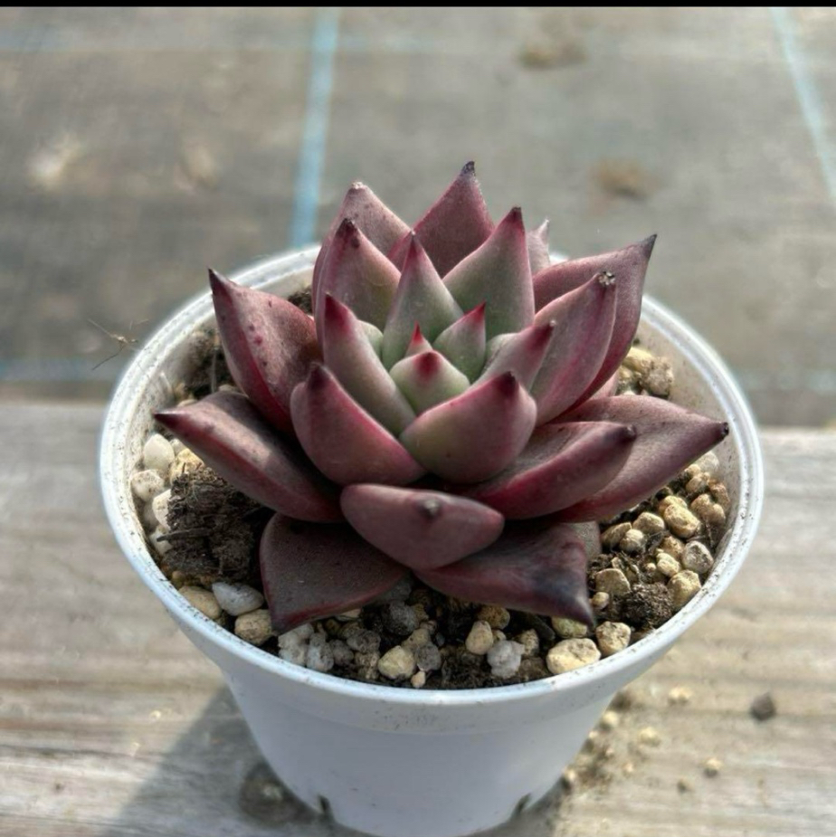 多肉植物 韓国苗 ラズベリーアイス - 苗屋さんの多肉植物 | minne