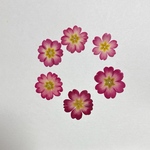 micron様専用天然押し花素材
