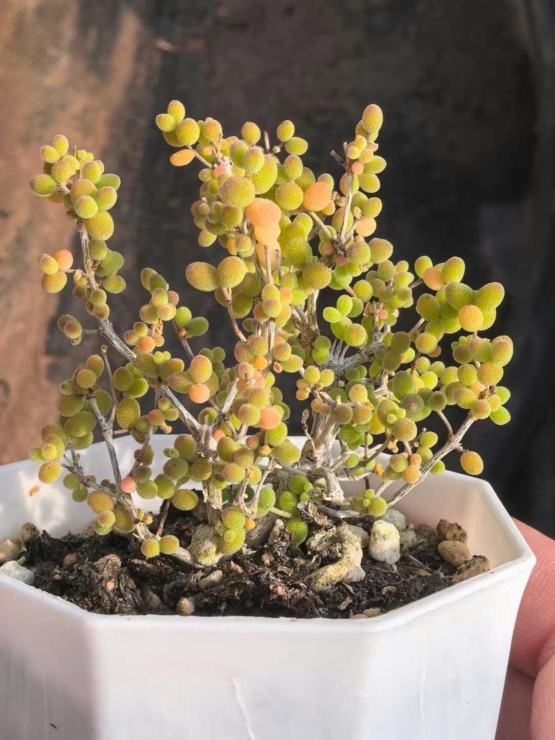 新入荷 多肉植物 ドロサンテマム 丸くてコロコロ 米粒 抜き苗 1株