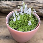 ウサギゴケ♡食虫植物♡可愛い♡ウサギの形♡ガーデニング♡