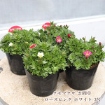 🌷花苗 クモマグサ 雲間草 3号ポット(9cm) ピンク 多年草 耐寒性🌷